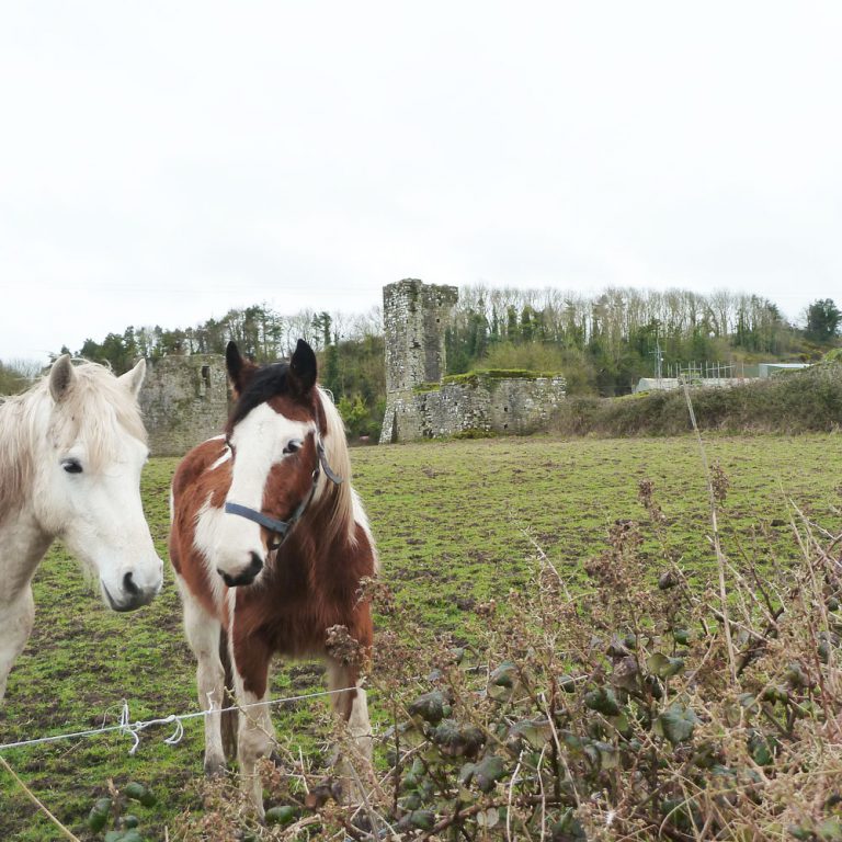Horses resting by Ballybeg Abbey Buttevant