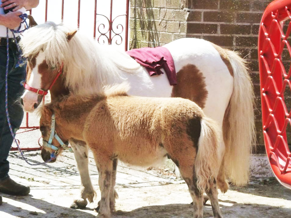Ponies for Sale Cahirmee Fair Buttevant