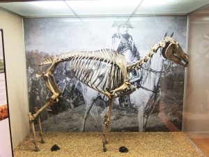Skeleton of Merengo, Napoleans Horse